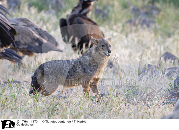 Goldschakal / golden jackal / THA-11173