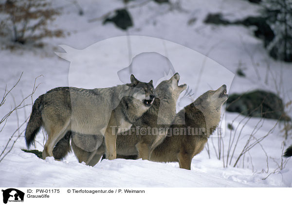Grauwlfe / gray wolves / PW-01175