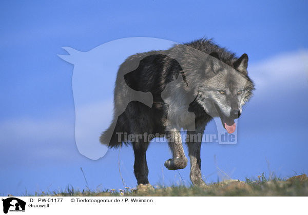 Grauwolf / Gray Wolf / PW-01177