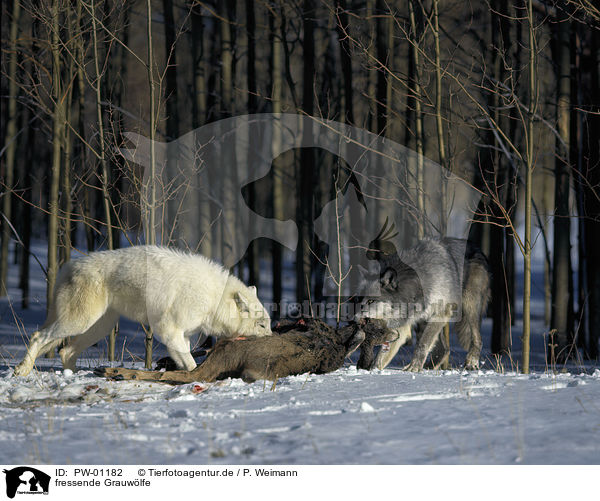 fressende Grauwlfe / eating gray wolves / PW-01182