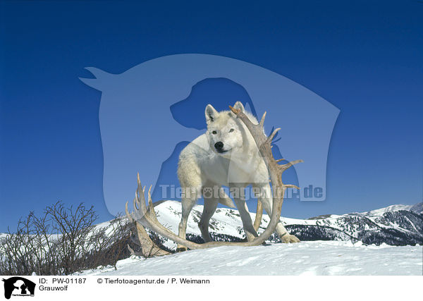 Grauwolf / Gray Wolf / PW-01187