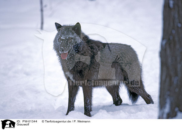 Grauwolf / PW-01344