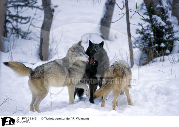 Grauwlfe / PW-01345