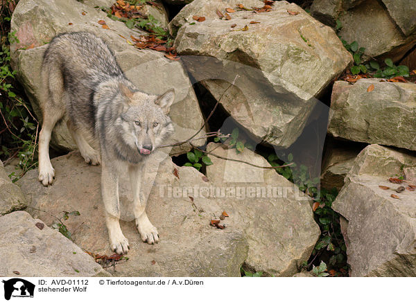 stehender Wolf / standing wolf / AVD-01112