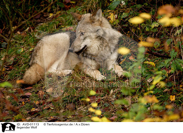 liegender Wolf / AVD-01113