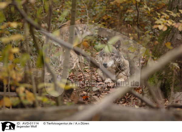 liegender Wolf / AVD-01114