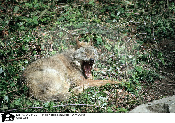 Grauwolf / grey wolf / AVD-01120