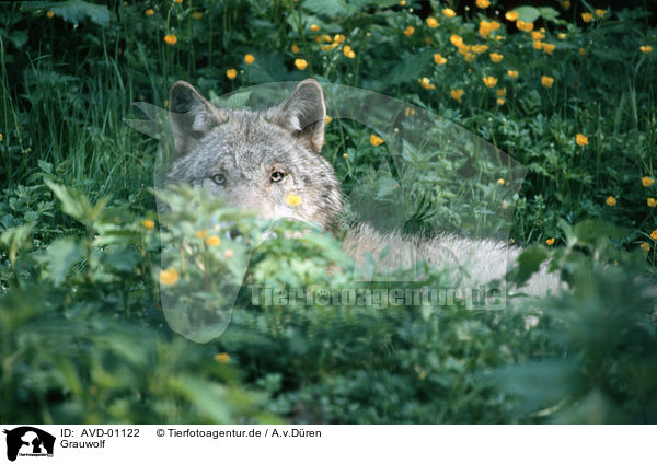 Grauwolf / grey wolf / AVD-01122