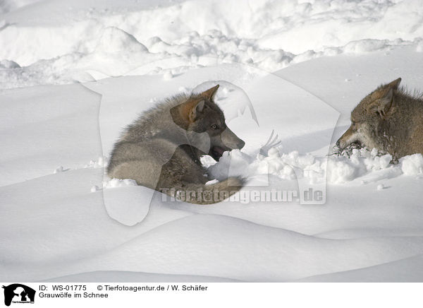 Grauwlfe im Schnee / WS-01775