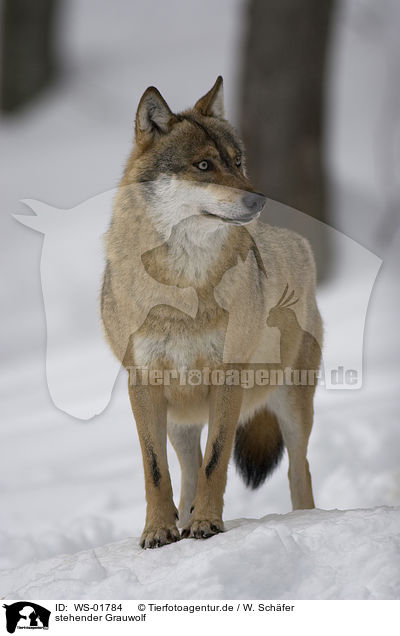 stehender Grauwolf / WS-01784