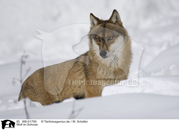 Wolf im Schnee / WS-01790