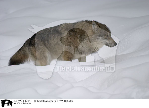 Wolf im Schnee / WS-01794