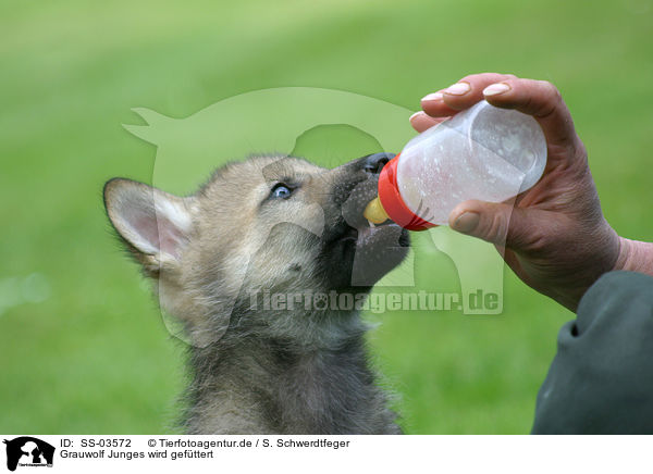 Grauwolf Junges wird gefttert / drinking young greywolf / SS-03572