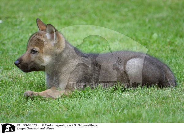 junger Grauwolf auf Wiese / SS-03573