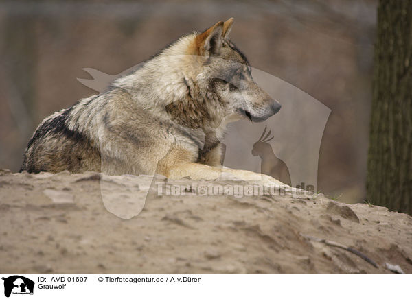 Grauwolf / greywolf / AVD-01607