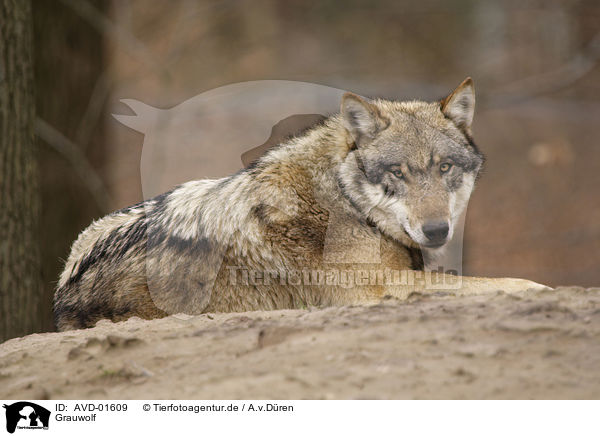 Grauwolf / AVD-01609