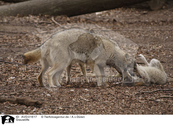 Grauwlfe / greywolfs / AVD-01617