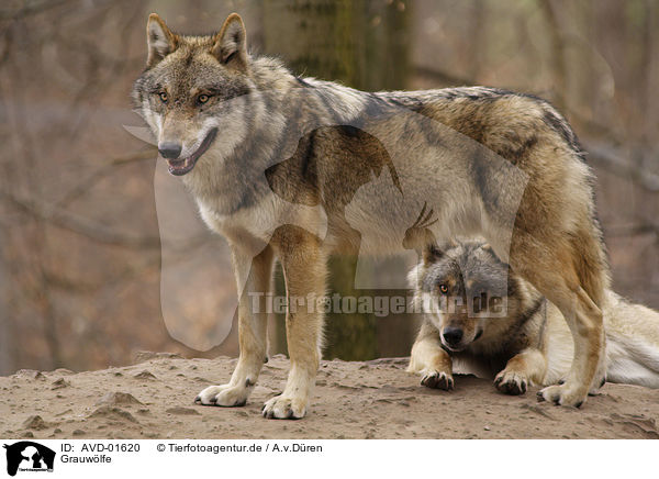 Grauwlfe / AVD-01620
