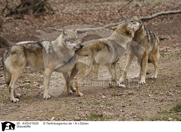 Grauwlfe / AVD-01629
