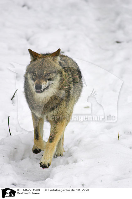 Wolf im Schnee / wolf in snow / MAZ-01909