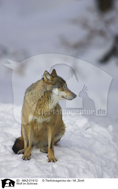 Wolf im Schnee / MAZ-01912