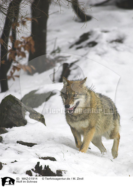 Wolf im Schnee / MAZ-01914
