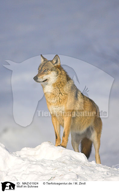 Wolf im Schnee / MAZ-01924