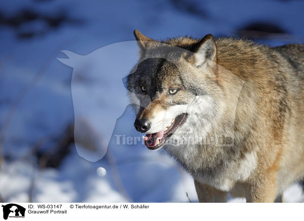 Grauwolf Portrait / WS-03147