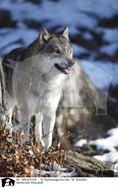 stehender Grauwolf / standing greywolf / WS-03148