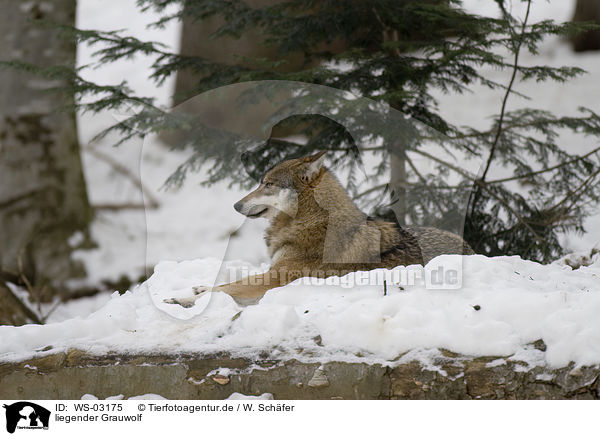 liegender Grauwolf / WS-03175