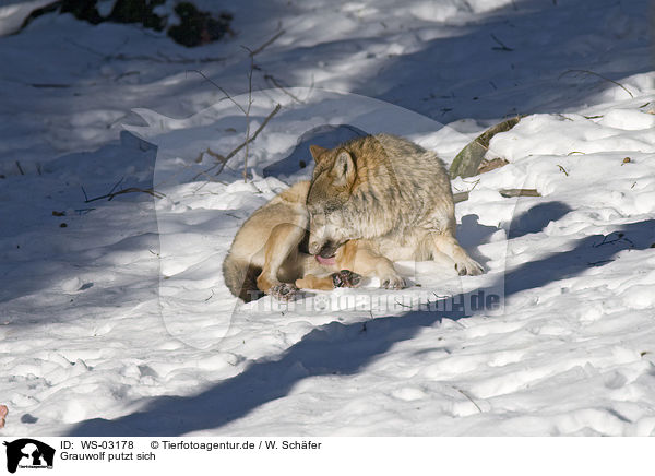 Grauwolf putzt sich / WS-03178