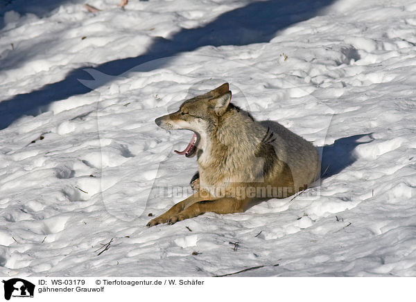 ghnender Grauwolf / WS-03179