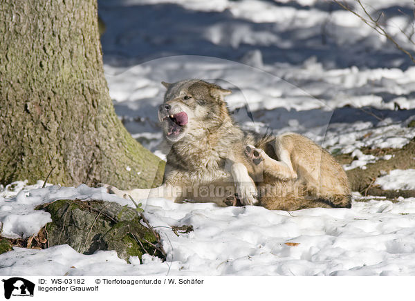 liegender Grauwolf / WS-03182