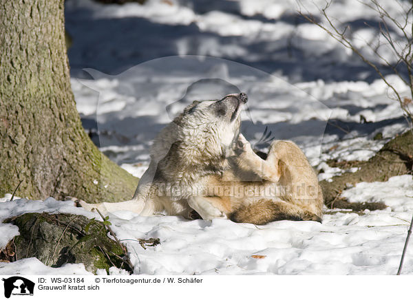 Grauwolf kratzt sich / scratching greywolf / WS-03184