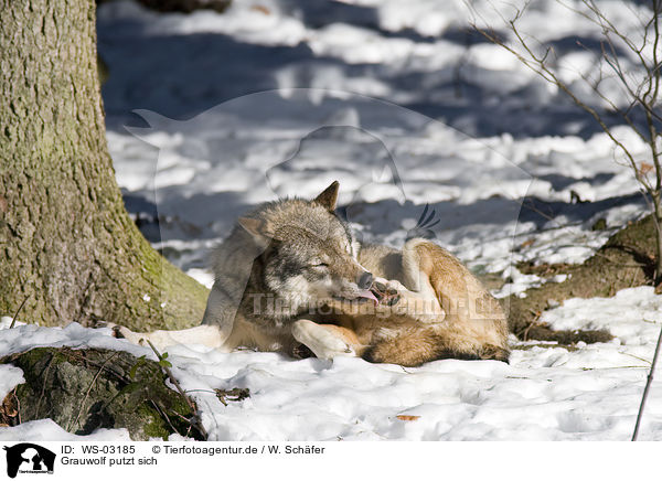 Grauwolf putzt sich / WS-03185