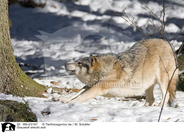 Grauwolf streckt sich / WS-03187