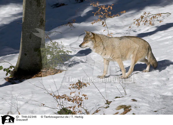 Grauwolf / THA-02346