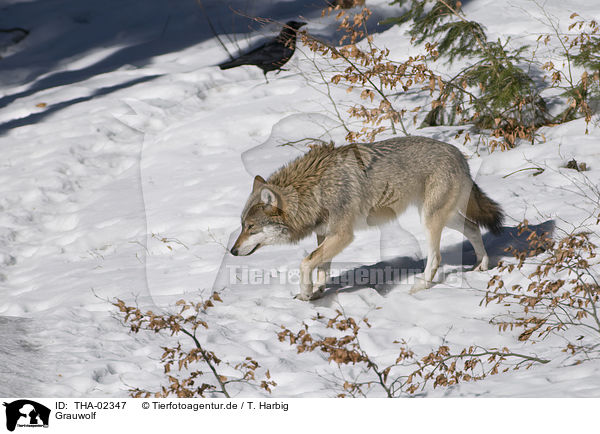 Grauwolf / THA-02347