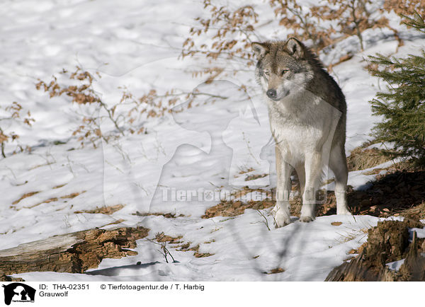 Grauwolf / THA-02351