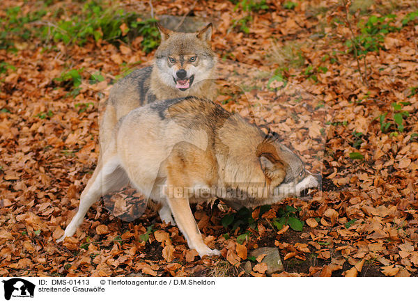 streitende Grauwlfe / DMS-01413