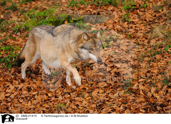Grauwolf / DMS-01415