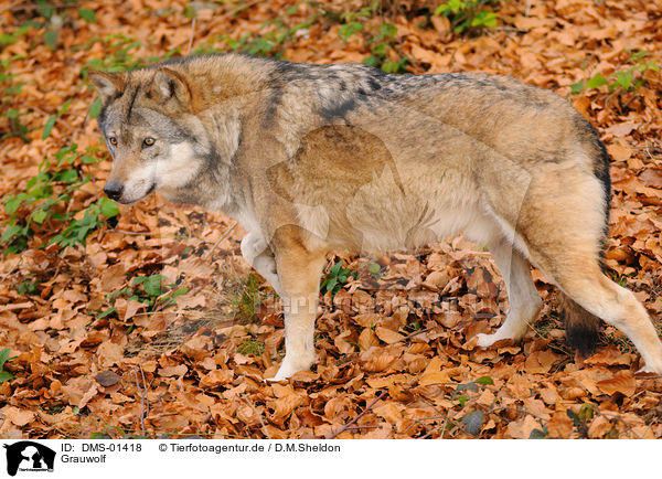Grauwolf / DMS-01418