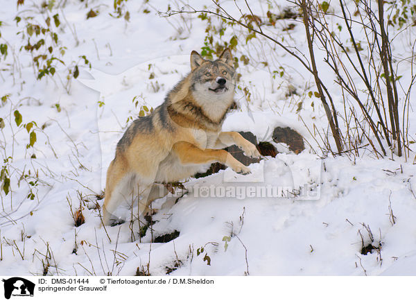 springender Grauwolf / DMS-01444