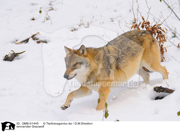 rennender Grauwolf / DMS-01445