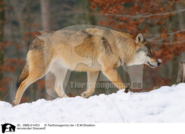 rennender Grauwolf / DMS-01453