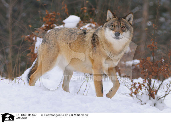 Grauwolf / DMS-01457