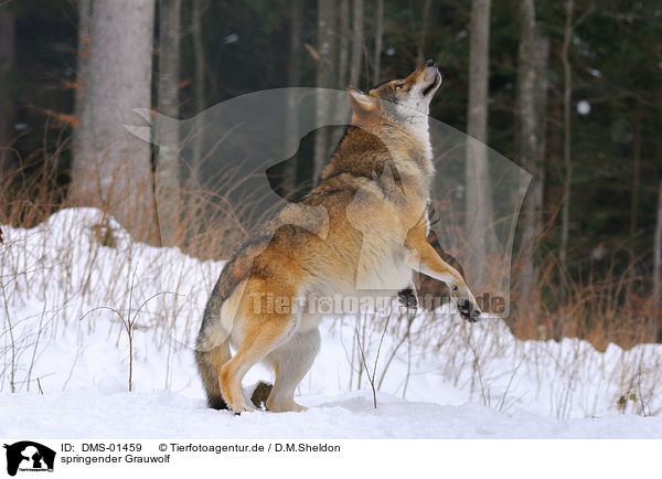 springender Grauwolf / DMS-01459