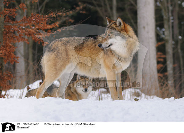 Grauwolf / DMS-01460