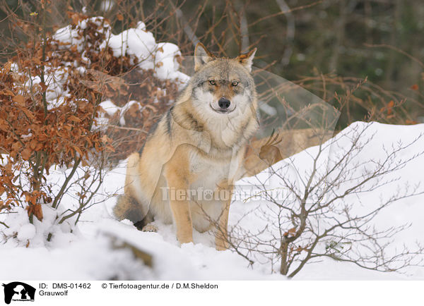 Grauwolf / DMS-01462