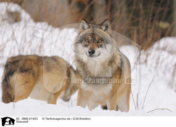 Grauwolf / DMS-01463